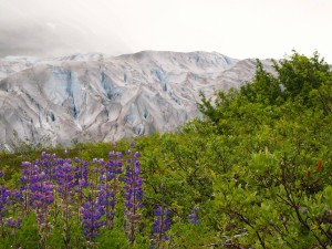 ann -Reid Glacier — at Glacier Bay National Park and Preserve (1)        